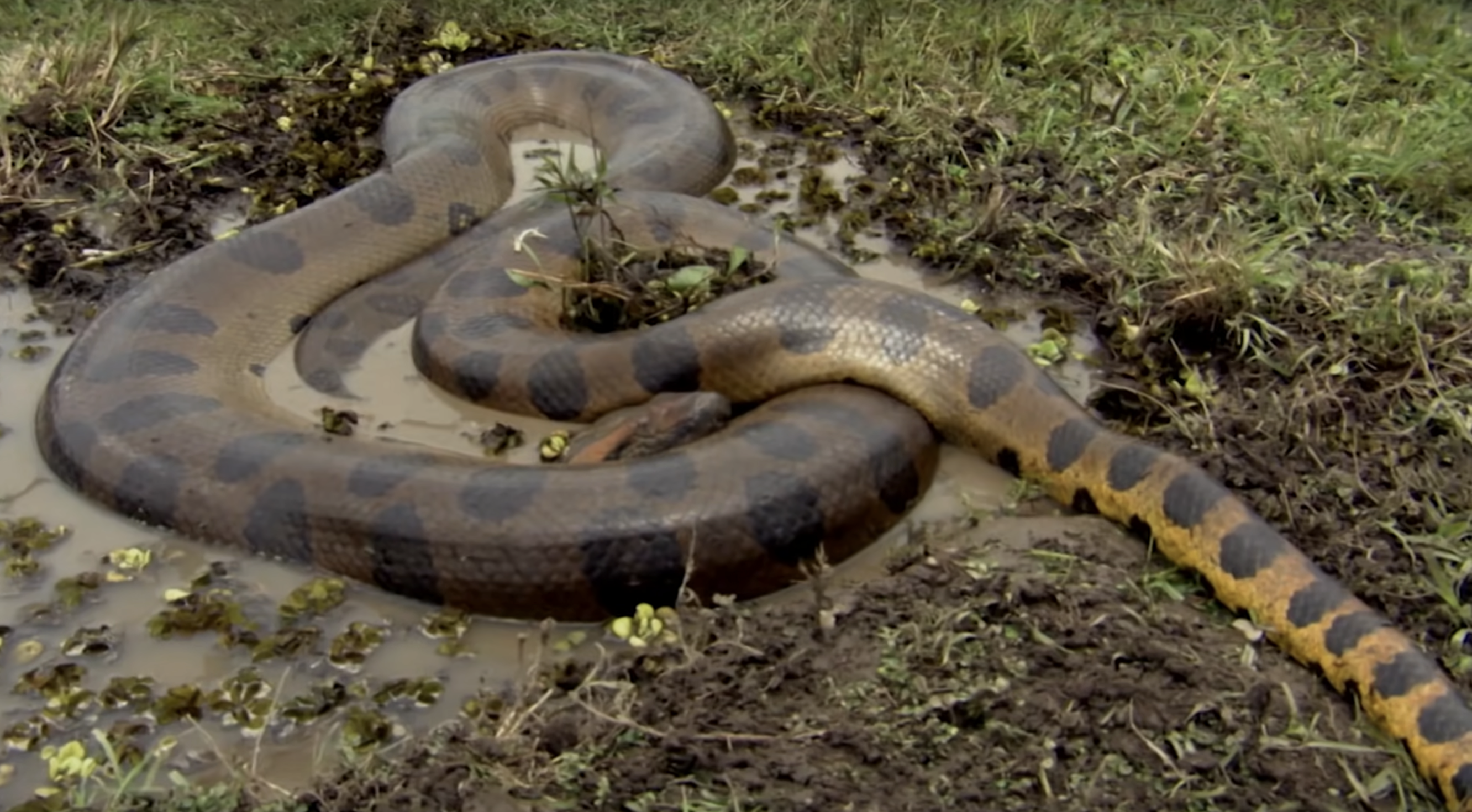 Northern green Anaconda